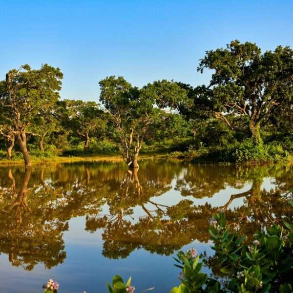 Yala National Park landscape southern Sri Lanka ancient Ceylon