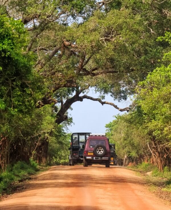 Scenic view with of road and offroad vehicles on it in Yala National Park, Sri Lanka