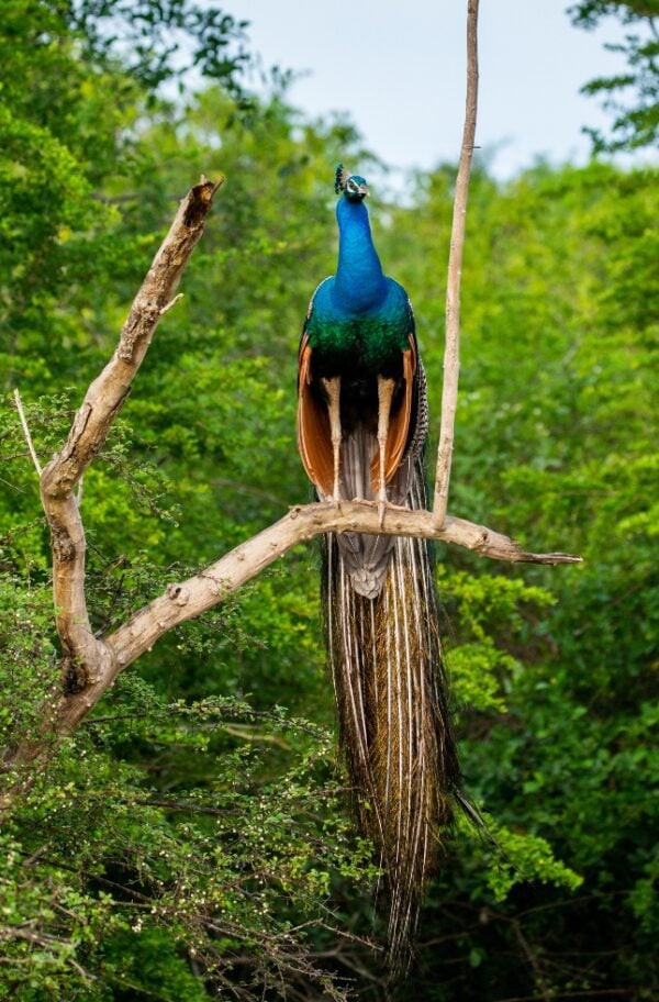 A wild peacock standing on a branch