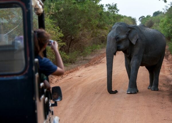 A lady takes a photo from a safari jeep of an elephant standing on the roadway within Yala National Park in southern Sri Lanka.