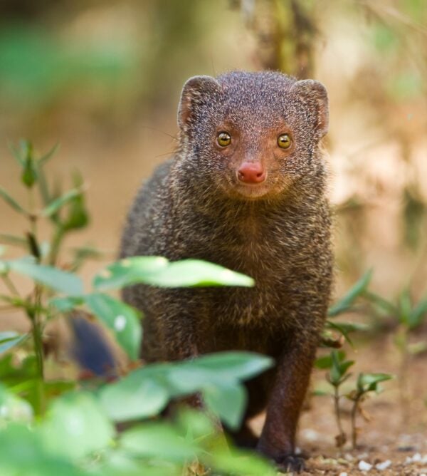 A wild mongoose looking down the lens of a camera