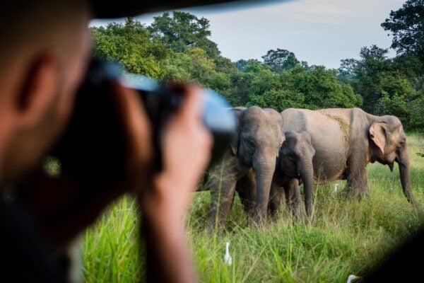 A man observing wild elephants