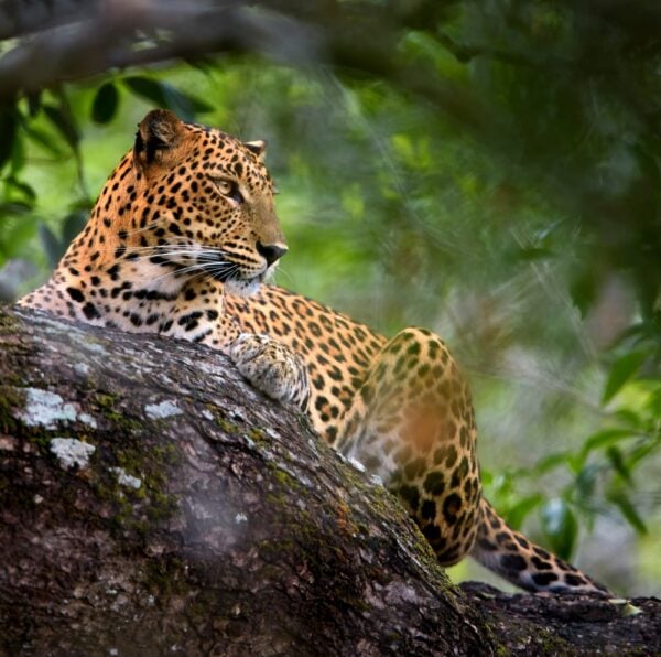 Sri Lankan leopard, Panthera pardus kotiya, laying on a tr