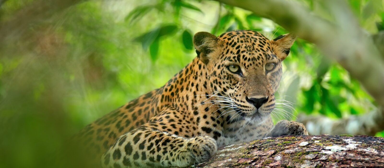 Leopard in green vegetation