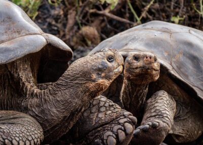 Two giant tortoises in the Galapagos Islands