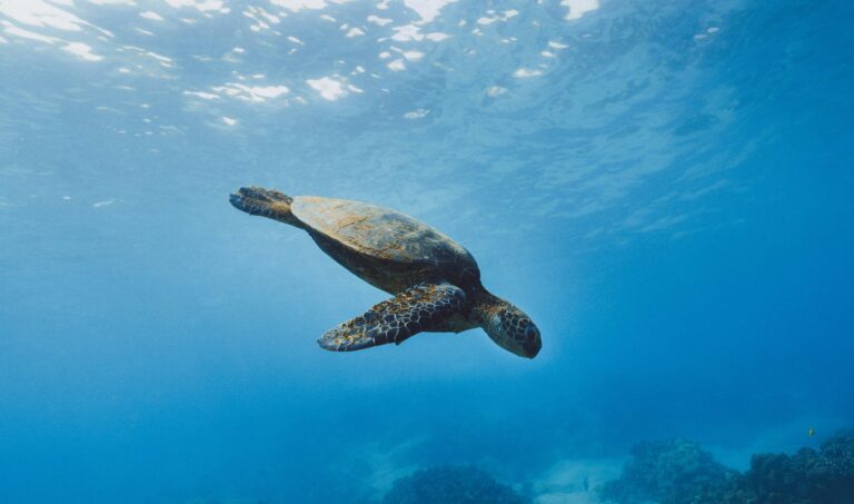 A wild sea turtle beneath the waves in the Galapagos Islands