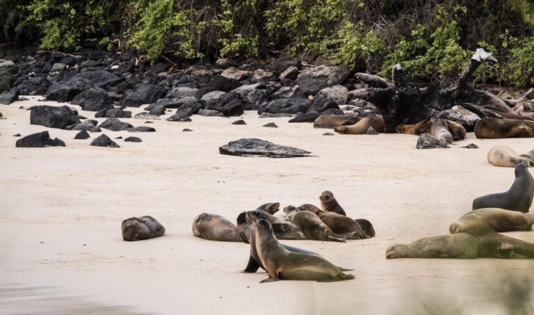 Wild sea lions on a white sand beach in the Galapagos Islands