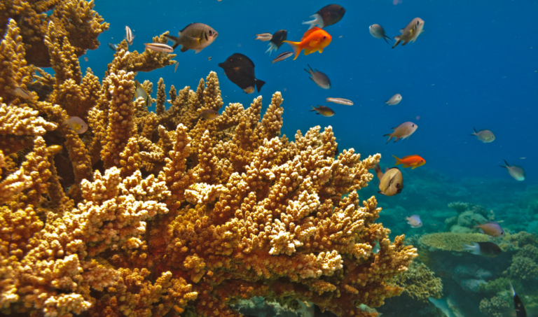 A coral reef with vibrant corals and a shoal of tropical fish