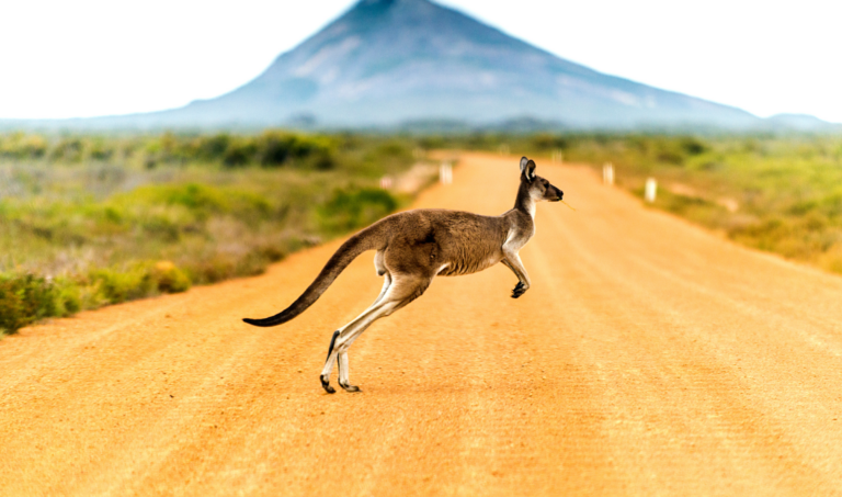 A kangaroo hopping across a dirt road with a mountain in the background