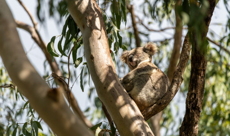 A wild koala sitting in eucalyptus tree