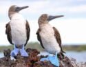 Two Blue-footed Boobies standing on a rocky outcrop at Elizabeth Bay off the coast of Isabela Island in the Galapagos Islands.