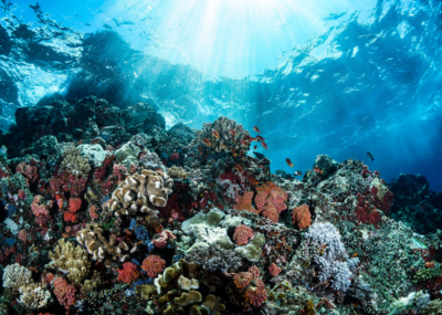 A beautiful coral reef with colourful corals and small tropical fish