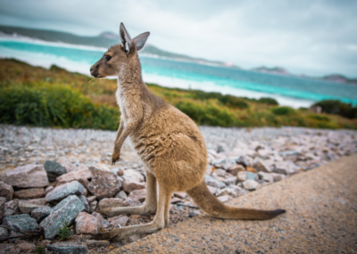 A small kangaroo standing on rocks by the sea