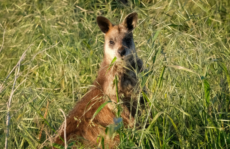 A small brown wallaby in long green grass