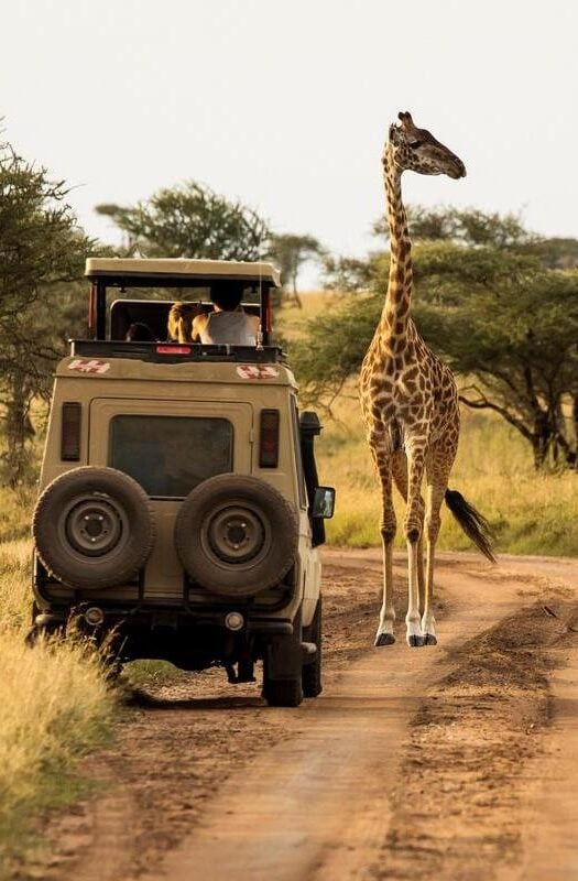 Giraffe with trees in background during sunset safari in Serengeti National Park, Tanzania.