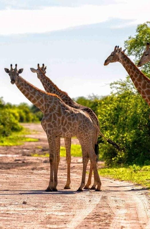 a herd of giraffes crosses the road, Chobe National Park, Botswana