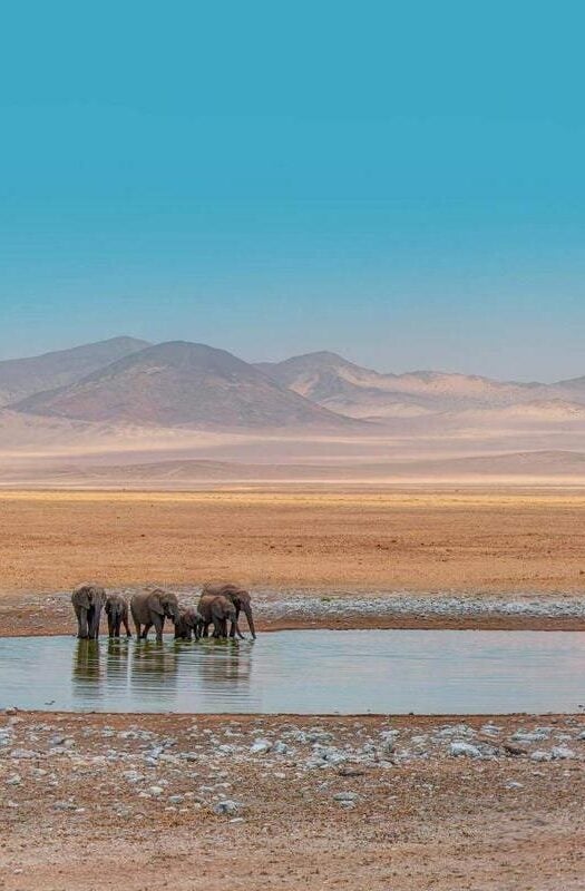 Elephants in a lake at Etosha National Park in Namibia