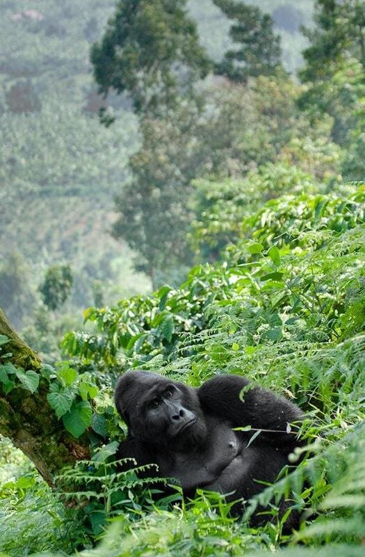 A male mountain gorilla lounges against a tree in Bwindi Impenetrable Forest, Uganda