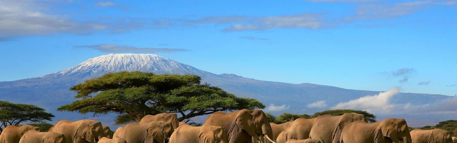 An elephant herd walking across the shrubbery, with Mount Kilimanjaro in the background