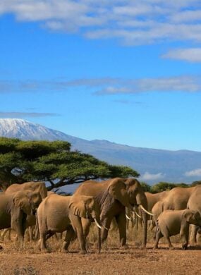 An elephant herd walking across the shrubbery, with Mount Kilimanjaro in the background