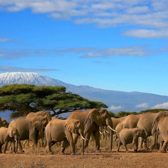 An elephant herd walking across the shrubbery, with Mount Kilimanjaro in the background