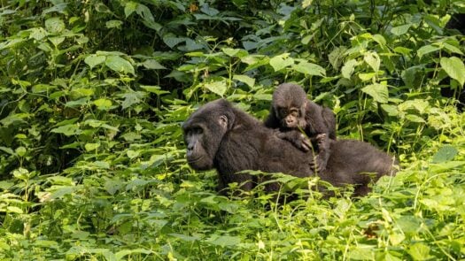 A female gorilla with a baby on her back in the forest