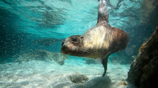 A sea lion underwater in the Galapagos islands