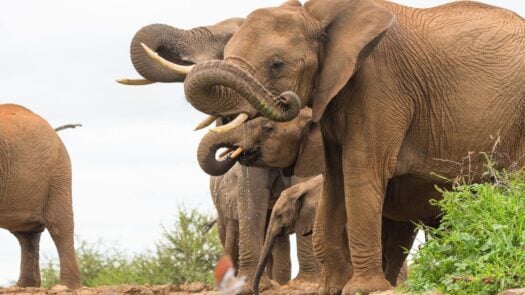 Elephants drinking from a waterhole in Madikwe