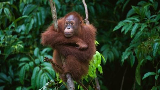 An orangutan sits hugging a tree branch in the jungle in Borneo