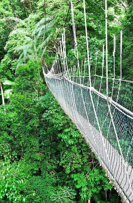 Canopy Walkway in the jungle in Borneo