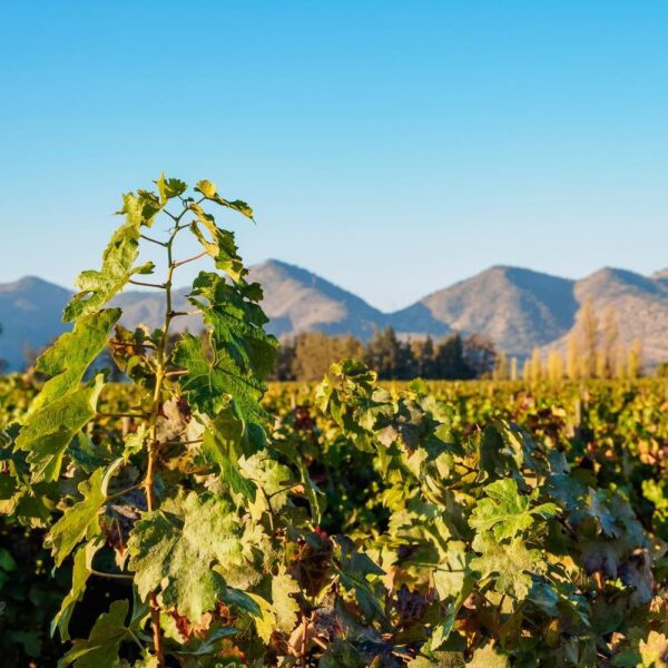 A vineyard in Chile