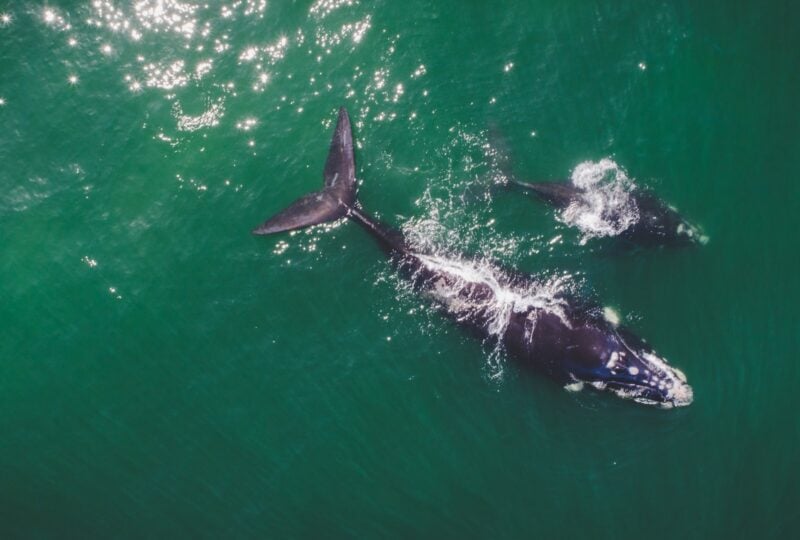 Aerial view over a Southern Right Whale and her calf along the overberg coast close to Hermanus in South Africa