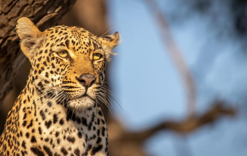 Portrait of a male leopard in Sabi Sands Game Reserve, South Africa.