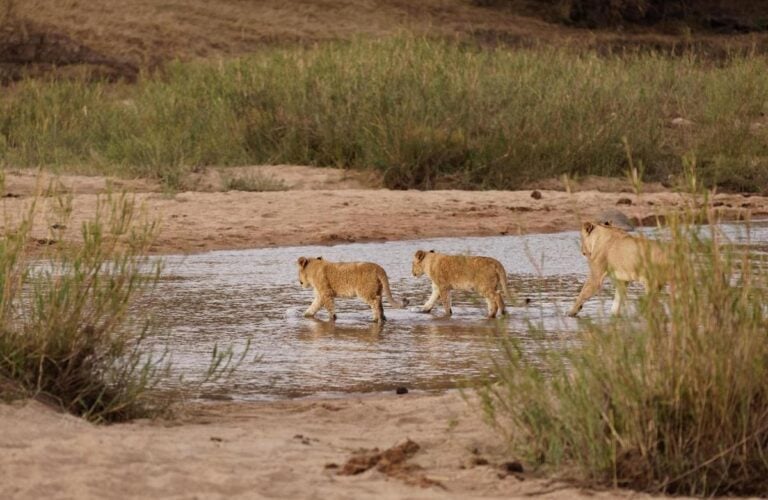 A lion pride crossing a river, Sabi Sands Game Reserve, South Africa.