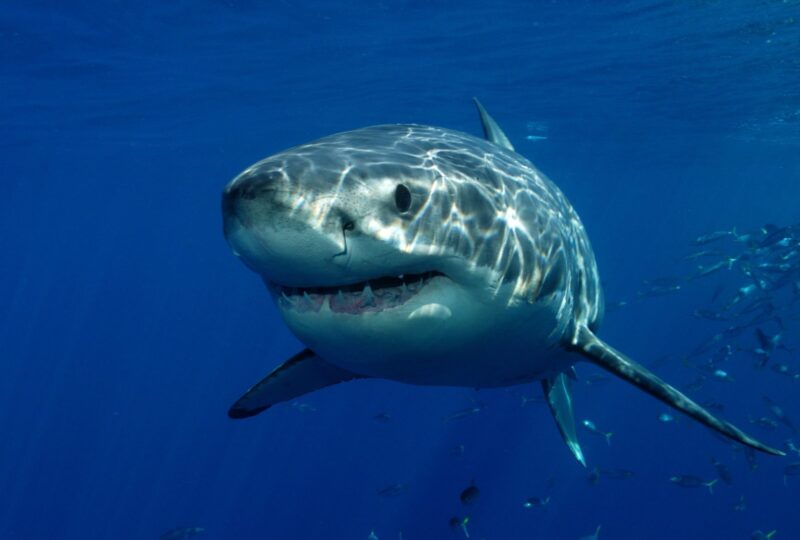 A great white shark swimming in the ocean