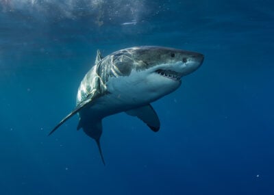 Great white shark swimming in the ocean