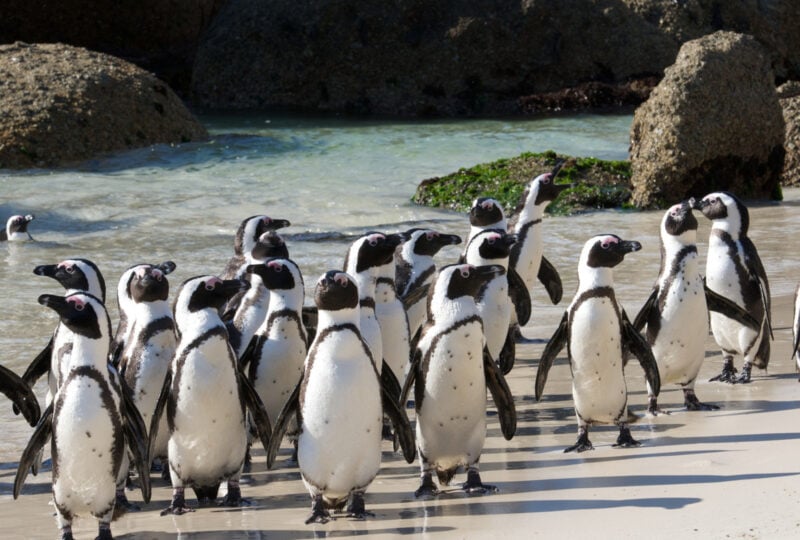 African penguins crowded together at Boulder's beach.