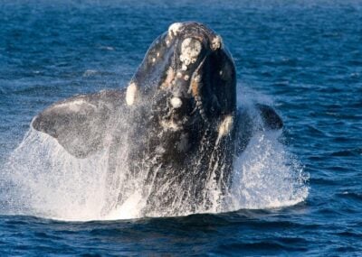 A southern right whale breaching the water