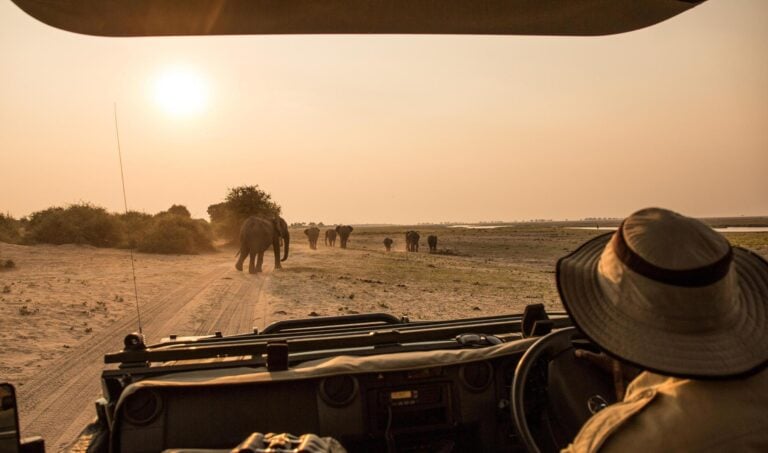 A view of elephants from a safari vehicle