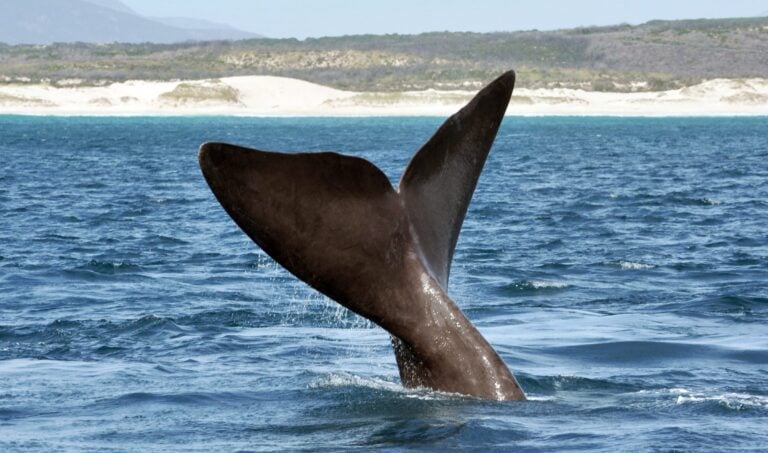 The tail fin of a Southern Right Whale off a South African beach