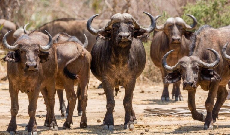 A herd of buffalo seen on safari