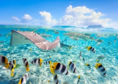 Rich marine life underwater in Bora Bora