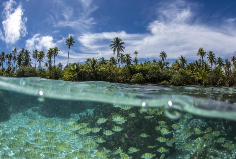 Fish beneath the waves in Bora Bora