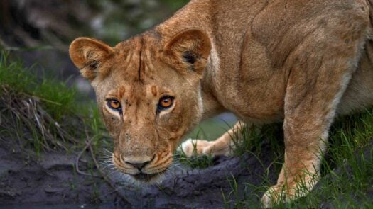 Lion on safari in south africa