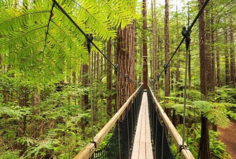 Treewalk through Forest of Tree Ferns and Giant Redwoods in Whakarewarewa Forest near Rotorua, New Zealand