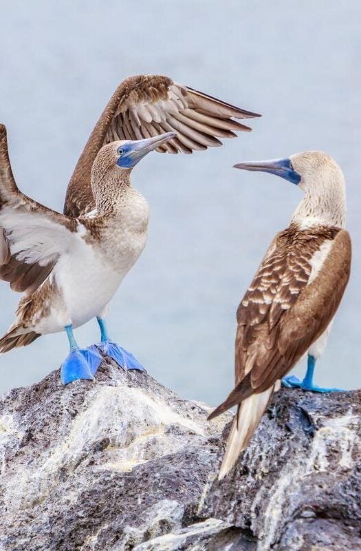 Blue footed boobies in the Galapagos Islands, Ecuador