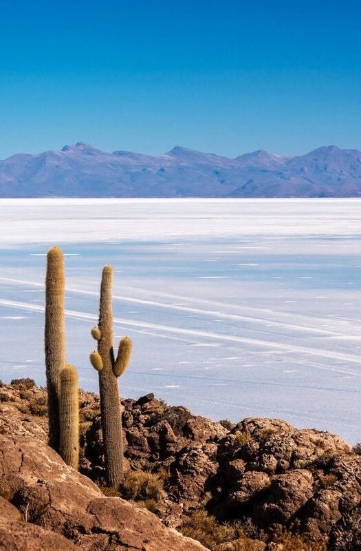 Cactuses on Incahuasi island in the Salar de Uyuni salt flats, Bolivia