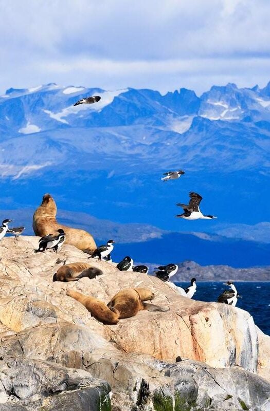 Penguins and Sea Lions in Tierra del Fuego Ushuaia Argentina