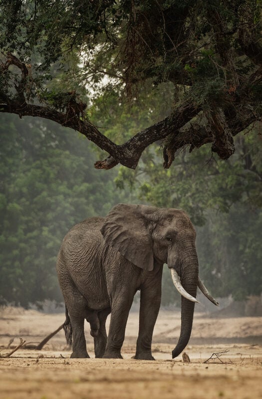 African Bush Elephant in Mana Pools National Park, Zimbabwe