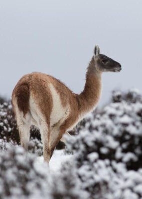 Guanaco at Estancia Cerro Guido, Chile